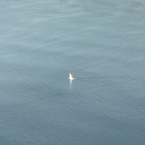 Meet your Posher, Naomi